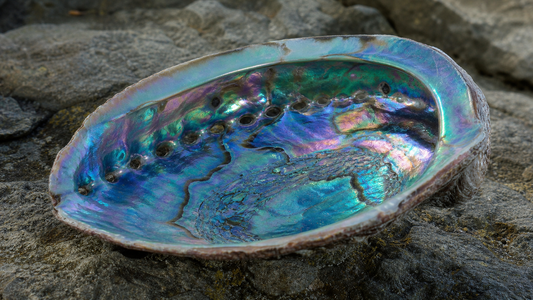 Close-up of iridescent abalone shell on coastal stone
