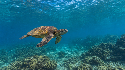 Hawaiian green sea turtle swimming naturally above a coastal reef in clear blue water
