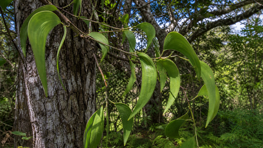 Mature koa tree with curved green phyllodes and textured bark in a Hawaiian forest