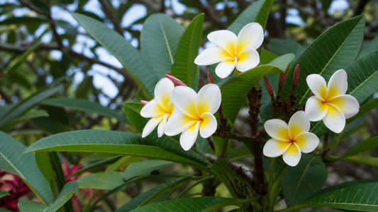 Plumeria blossoms in a Hawaiian garden